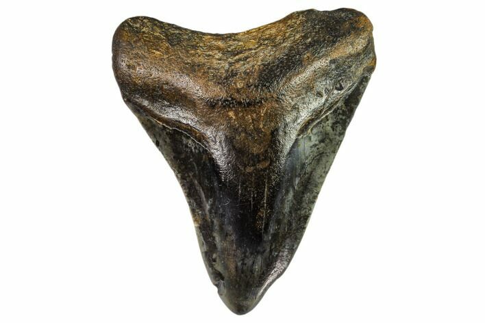 Bargain, Juvenile Megalodon Tooth - North Carolina #111637